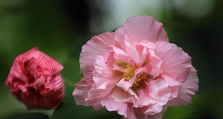 芙蓉指什么花？芙蓉花有哪些独特的象征意义？