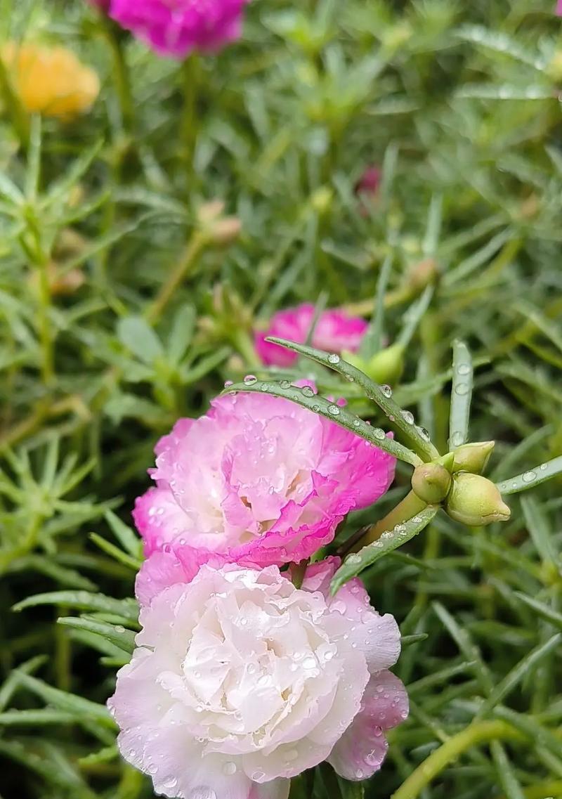 104朵花代表什么含义？花语解释与常见问题解答？