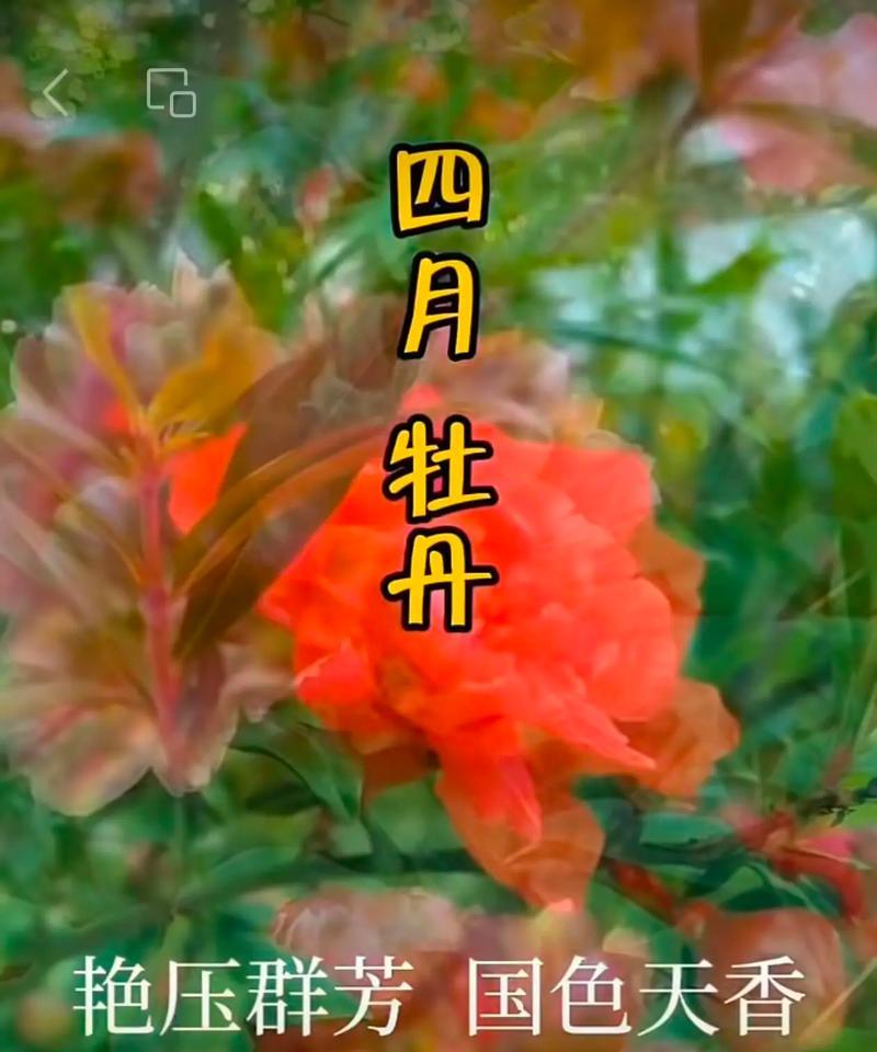 104朵花代表什么含义？花语解释与常见问题解答？
