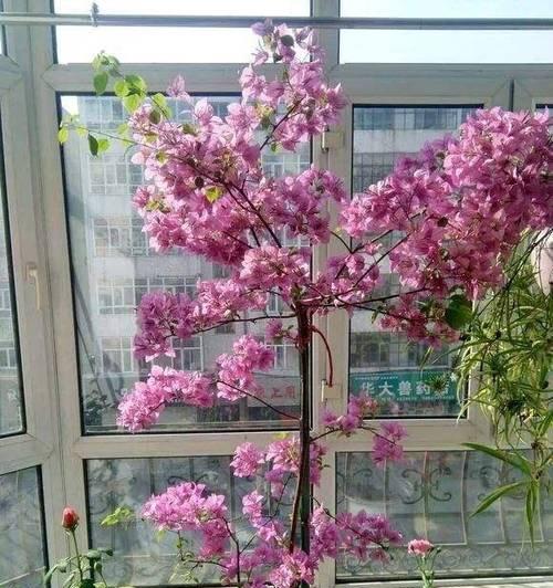 情人花修剪枝条的最佳时机是什么时候？如何正确修剪？