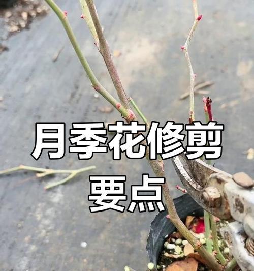 情人花修剪枝条的最佳时机是什么时候？如何正确修剪？