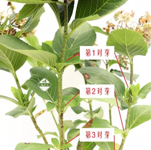 情人花修剪枝条的最佳时机是什么时候？如何正确修剪？