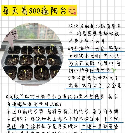 小西红柿种子怎么种植方法？种植过程中的常见问题有哪些？