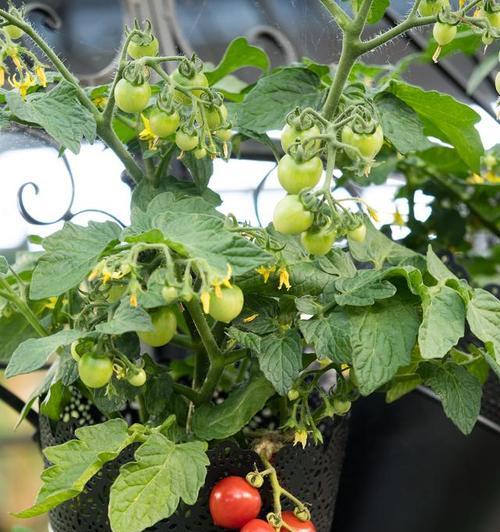 小西红柿种子怎么种植方法？种植过程中的常见问题有哪些？