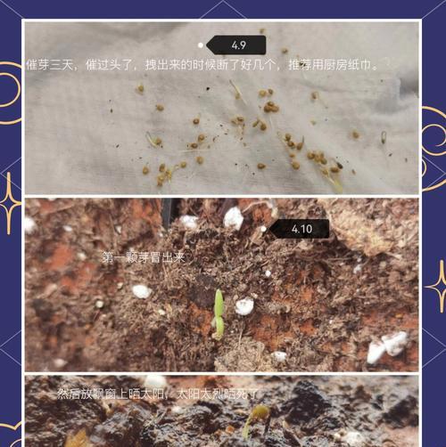 小西红柿种子怎么种植方法？种植过程中的常见问题有哪些？