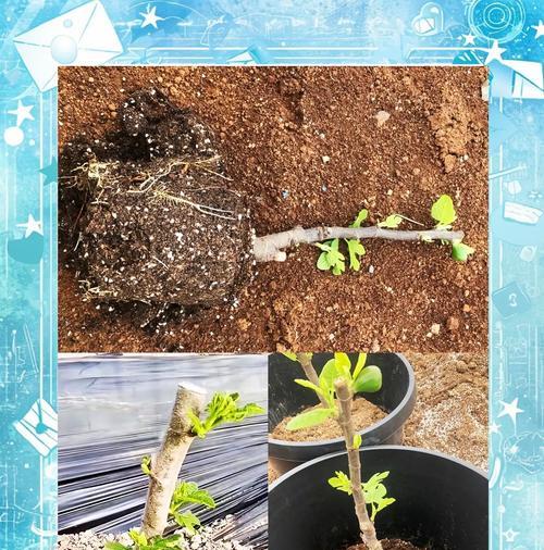 春季无花果枝条催芽方法是什么？需要多长时间才能发芽？