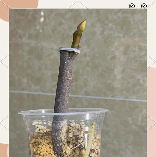 春季无花果枝条催芽方法是什么？需要多长时间才能发芽？