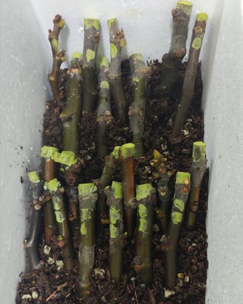 春季无花果枝条催芽方法是什么？需要多长时间才能发芽？