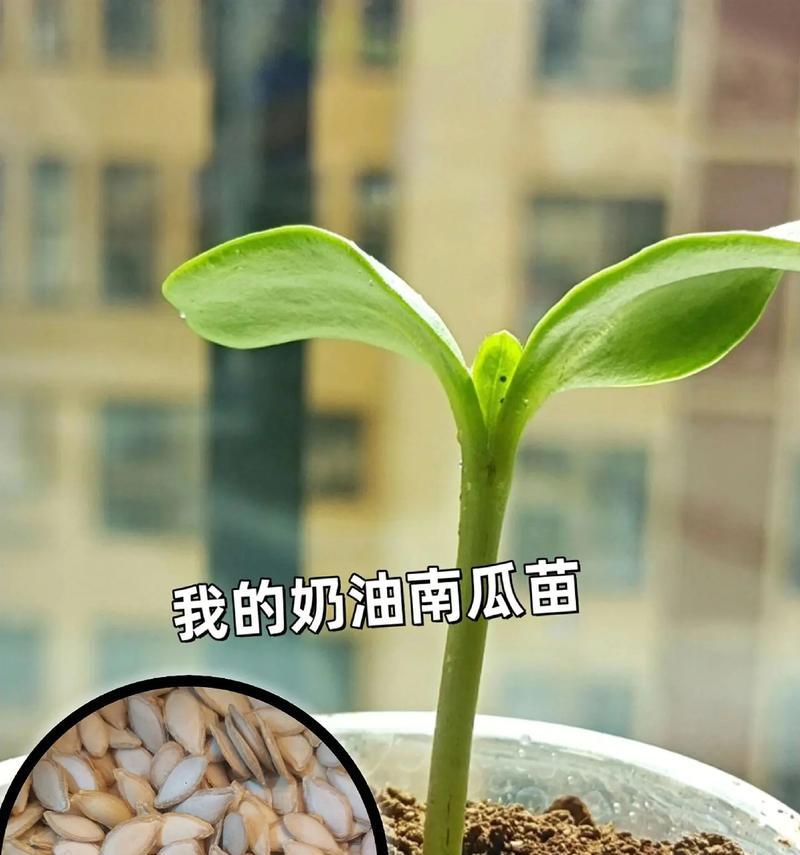 板栗种子怎么种植方法？种植过程中需要注意哪些问题？