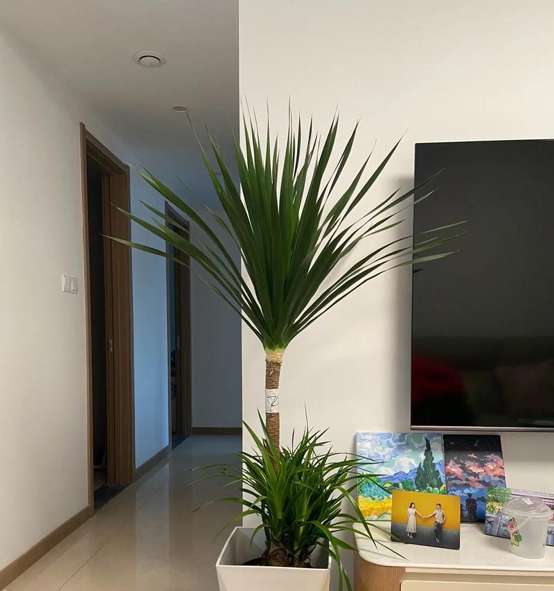 龙血树催芽方法是什么？如何快速让龙血树发芽？