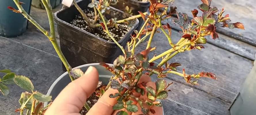 温度比较低怎么催芽？有哪些有效的方法？