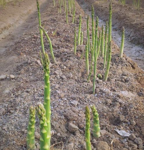 芦笋白色种植方法是什么？如何正确种植白色芦笋？