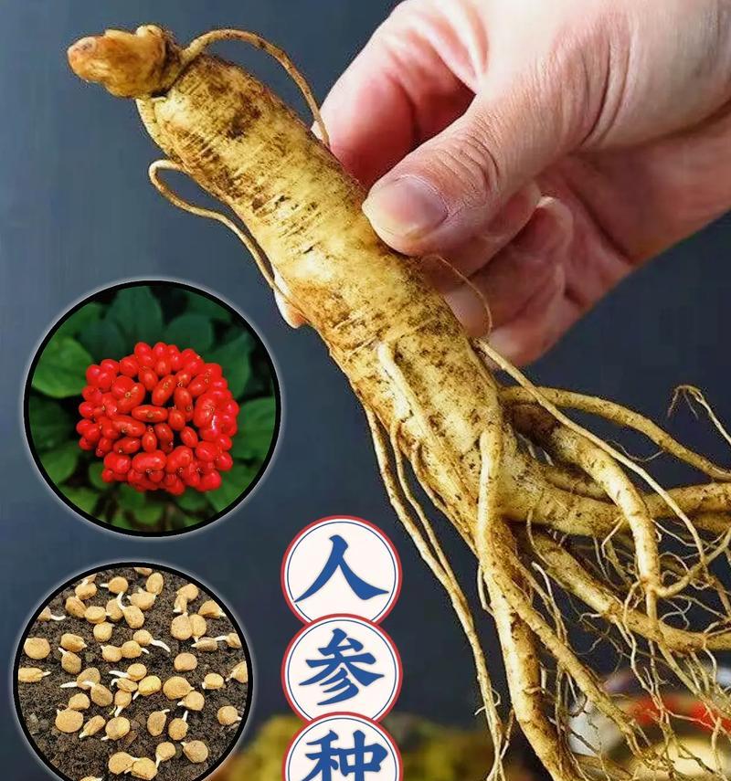 人参种子催芽方法是什么？需要多长时间才能发芽？