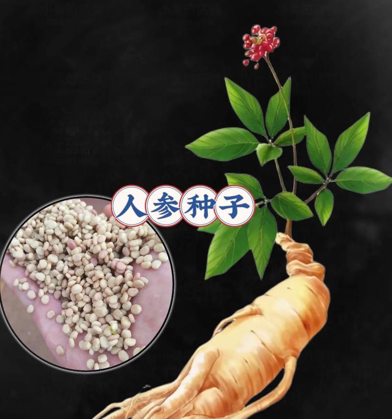 人参种子催芽方法是什么？需要多长时间才能发芽？