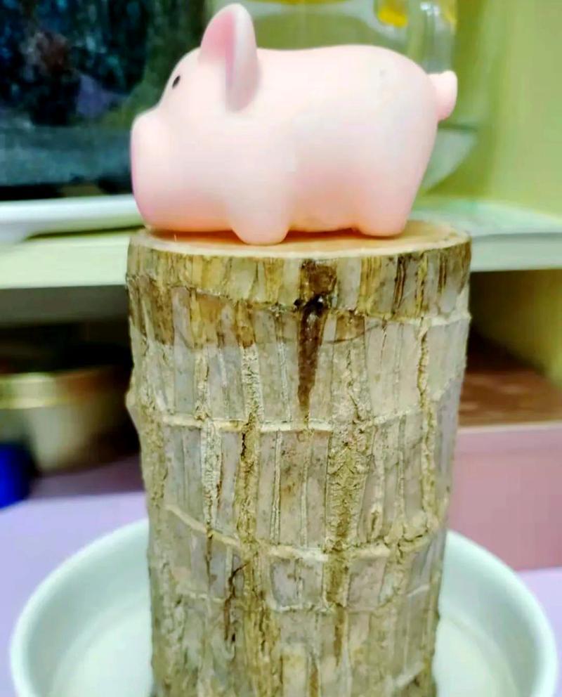 巴西木怎么种植方法？需要哪些步骤和注意事项？