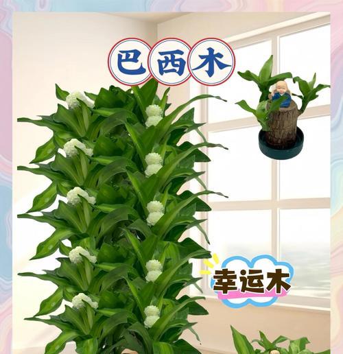巴西木怎么种植方法？需要哪些步骤和注意事项？