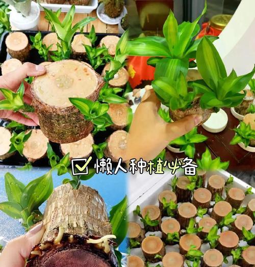 巴西木怎么种植方法？需要哪些步骤和注意事项？