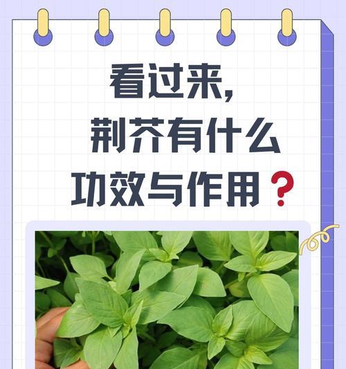 荆芥根种植方法是什么？如何正确种植荆芥根？