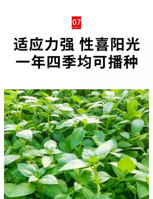 荆芥根种植方法是什么？如何正确种植荆芥根？