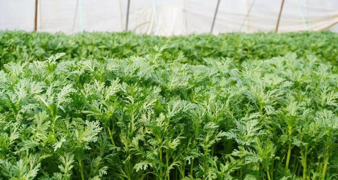 如何正确种植苘蒿？掌握这些方法轻松搞定！