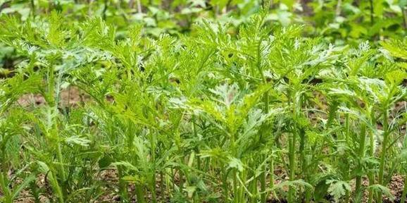 如何正确种植苘蒿？掌握这些方法轻松搞定！
