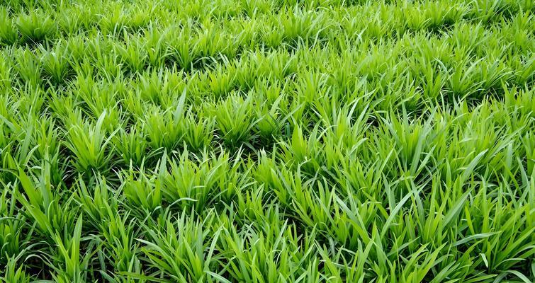 韭菜催芽后播种方法是什么？步骤有哪些？