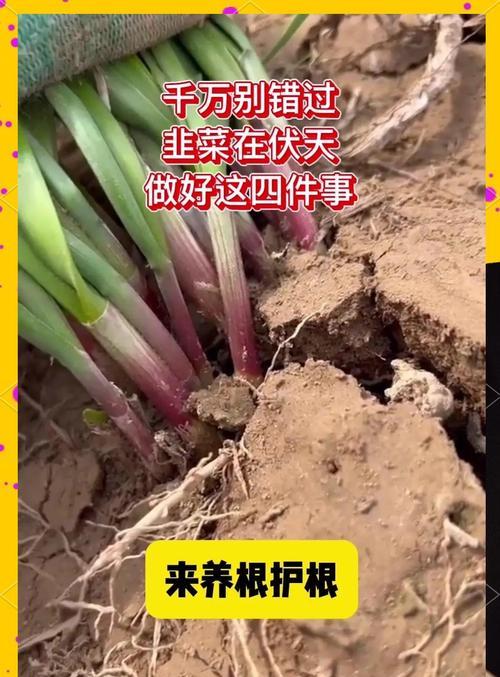 韭菜催芽后播种方法是什么？步骤有哪些？