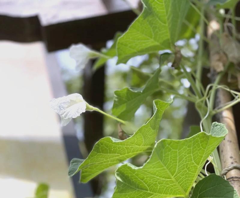 葫芦催芽温度高会怎么样？如何正确控制催芽温度？