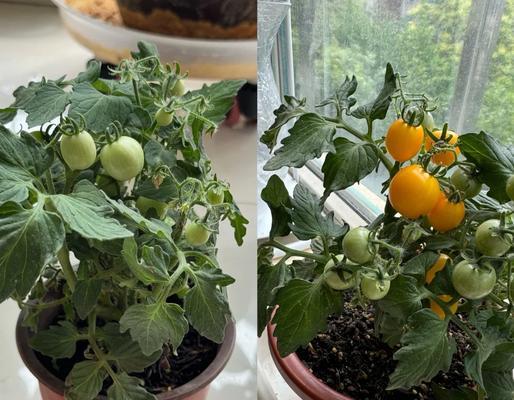 葫芦催芽温度高会怎么样？如何正确控制催芽温度？