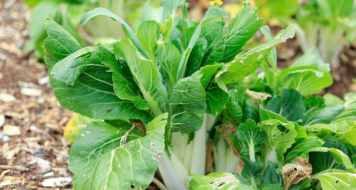 大叶盖菜催芽方法是什么？如何提高发芽率？