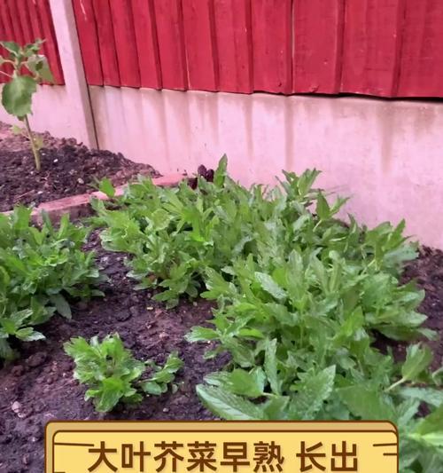 大叶盖菜催芽方法是什么？如何提高发芽率？