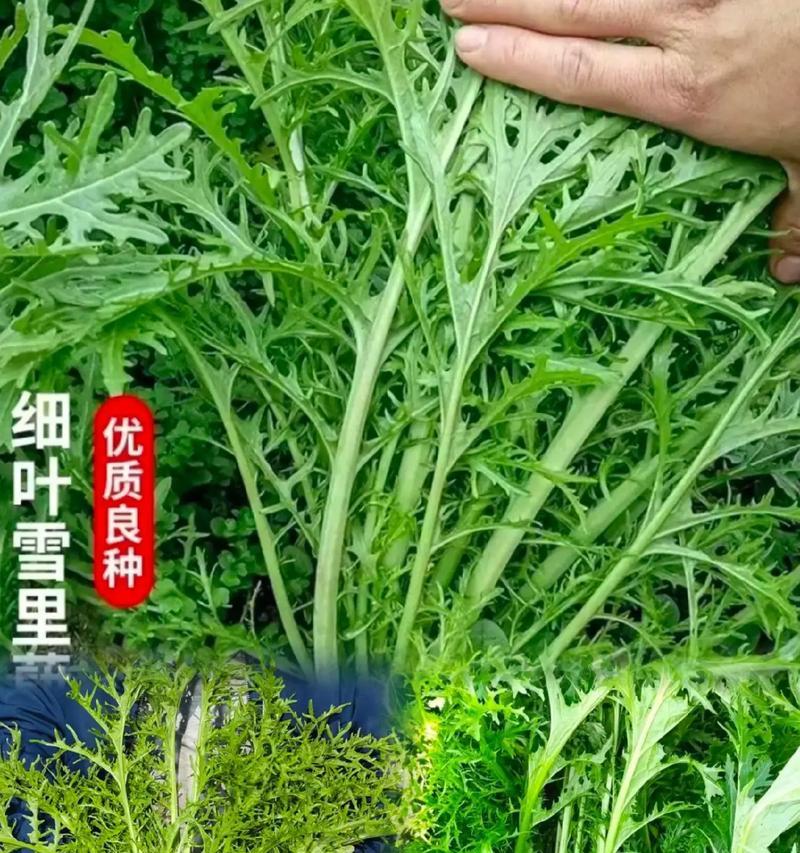 雪菜地衣种植方法是什么？如何正确种植雪菜地衣？