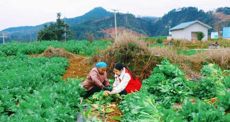雪菜地衣种植方法是什么？如何正确种植雪菜地衣？