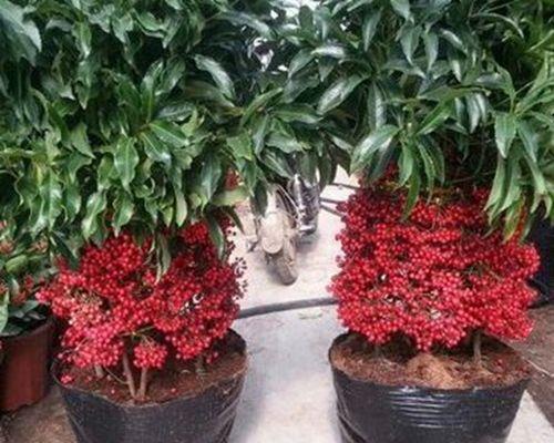 富贵子苗怎么种植方法？种植过程中需要注意哪些问题？