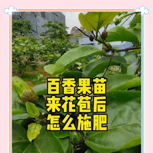 坚硬果实催芽方法是什么？需要多长时间才能发芽？
