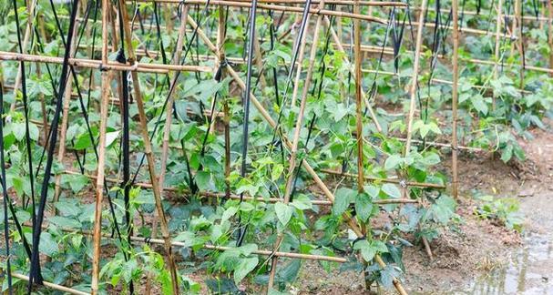 豇豆催芽后移栽的最佳时机和方法是什么？