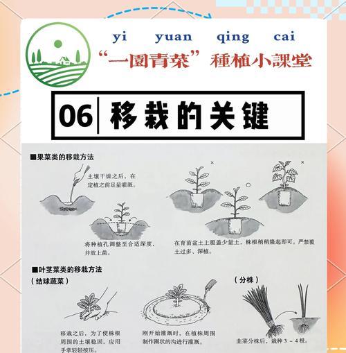 豇豆催芽后移栽的最佳时机和方法是什么？