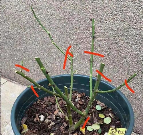 橙子月季修剪枝条的最佳时机是什么时候？如何正确修剪？