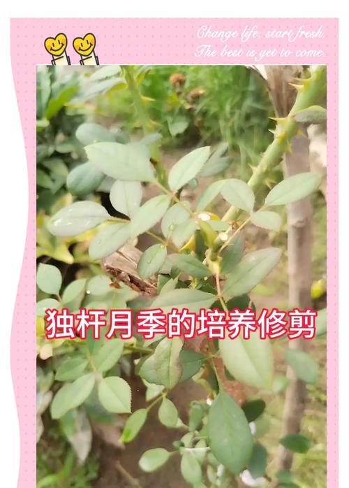橙子月季修剪枝条的最佳时机是什么时候？如何正确修剪？