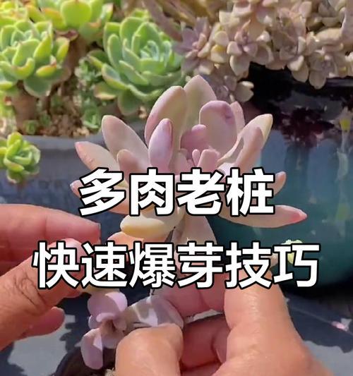 通用催芽爆芽素使用方法是什么？常见问题有哪些？