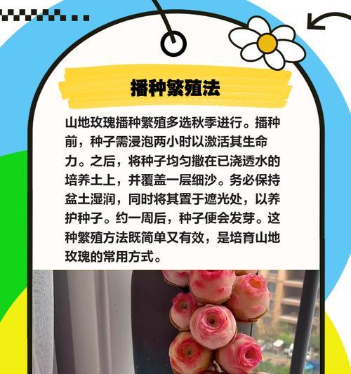 海边玫瑰种植方法是什么？如何确保成活率高？