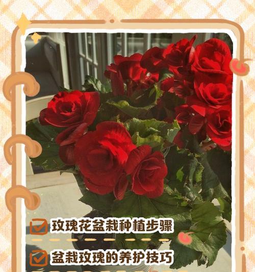 海边玫瑰种植方法是什么？如何确保成活率高？