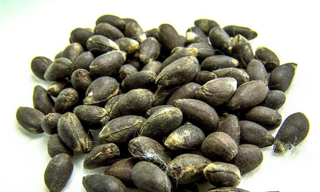 棉花种子在家催芽的方法是什么？需要多长时间才能发芽？