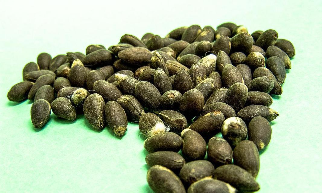 棉花种子在家催芽的方法是什么？需要多长时间才能发芽？