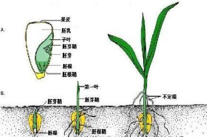 干玉米子催芽方法是什么？需要多长时间才能发芽？