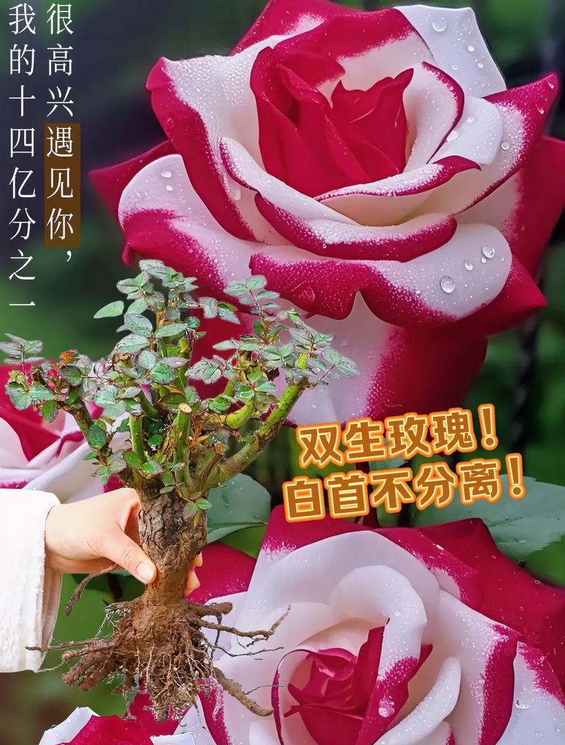104朵花的寓意是什么意思？花语背后隐藏的深层含义是什么？
