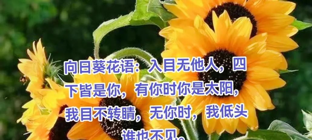 104朵花的寓意是什么意思？花语背后隐藏的深层含义是什么？