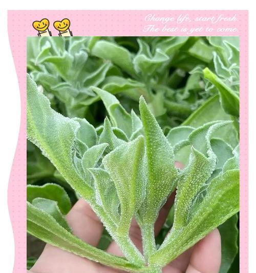 冰草种植方法有哪些？如何确保冰草种植成功？
