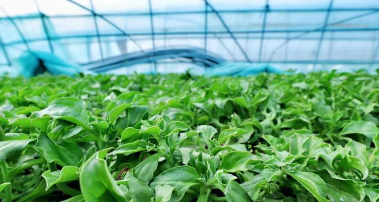 冰草种植方法有哪些？如何确保冰草种植成功？