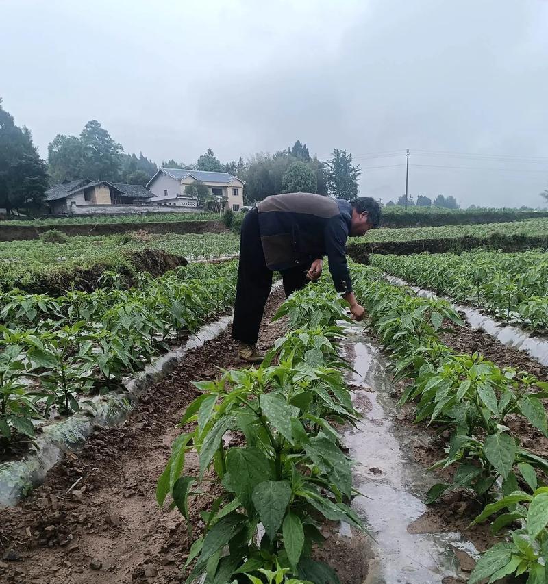 种大椒催芽方法是什么？如何提高发芽率？